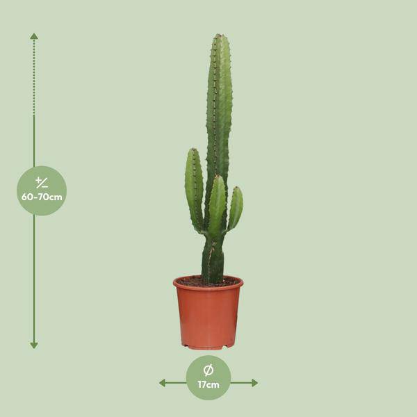 Kaktus-Wolfsmilch – Euphorbia Acrurensis – Zimmerpflanze – Ø17 cm – 70 cm hoch – Sukkulente mit kerzenähnlichen Stängeln – Pflegeleicht & dekorativ – Halbschatten geeignet 