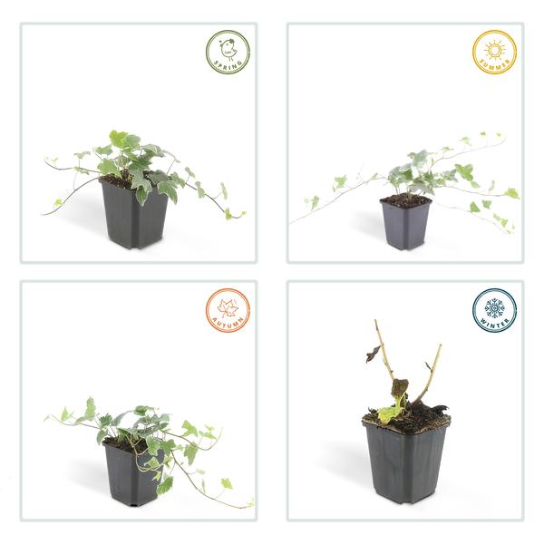 Hedera helix 'Glacier' – Weißgrüner Efeu – Ø9cm – ↕10-25cm – 6 Pflanzen – Bodendecker & pflegeleicht – schnellwachsend 