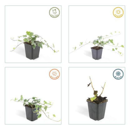 Hedera helix 'Glacier' – Weißgrüner Efeu – Ø9cm – ↕10-25cm – 6 Pflanzen – Bodendecker & pflegeleicht – schnellwachsend 