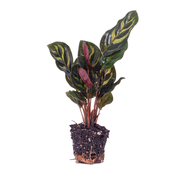 Calathea Makoyana – Pfauenpflanze – Terrarienpflanze – dekoratives Blattmuster 