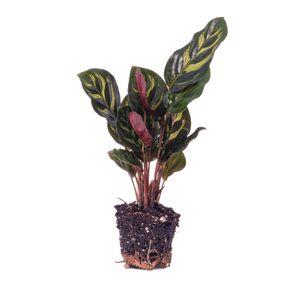 Calathea Makoyana – Pfauenpflanze – Terrarienpflanze – dekoratives Blattmuster 