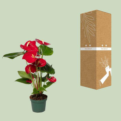 Flamingoblume (Anthurium Andreanum Grp Nevada) – Zimmerpflanze – Ø12cm – ↕40cm – Leuchtend rote Blüten – Halbschatten – Tropische Eleganz für Innenräume 