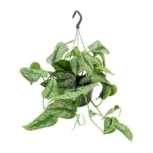 Gefleckte Efeutute – Scindapsus Pictus Trebie – Zimmerpflanze – Ø15 cm Topf – ca. 25 cm hoch – Herzförmige Blätter mit Silberflecken – Pflegeleicht & Dekorativ 