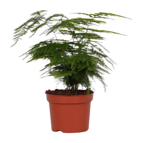 Feder-Spargel – Asparagus Setaceus 'Plumosus' – zarte Zimmerpflanze – Ø12cm Topf – ca. 35 cm hoch – luftreinigend & pflegeleicht 