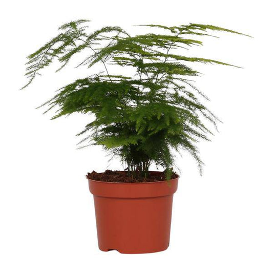 Feder-Spargel – Asparagus Setaceus 'Plumosus' – zarte Zimmerpflanze – Ø12cm Topf – ca. 35 cm hoch – luftreinigend & pflegeleicht 