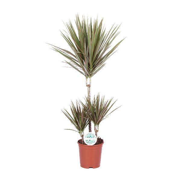 Drachenbaum - Dracaena Bicolor - Zimmerpflanze - Ø21cm - ↕95cm 