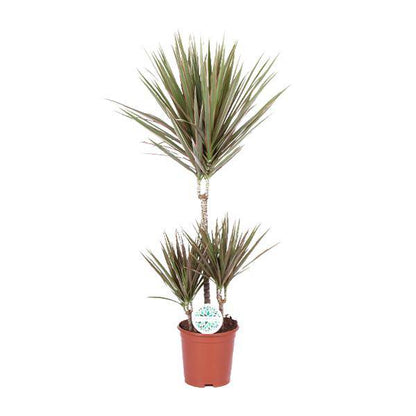 Drachenbaum - Dracaena Bicolor - Zimmerpflanze - Ø21cm - ↕95cm 