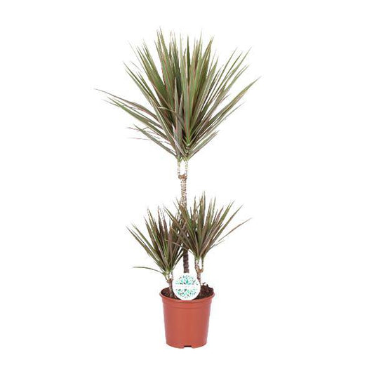 Drachenbaum - Dracaena Bicolor - Zimmerpflanze - Ø21cm - ↕95cm 