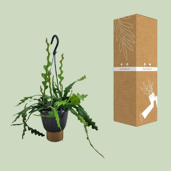 Sägeblattkaktus - Epiphyllum Anguliger - Zimmerpflanze - Ø14cm - ↕35cm 