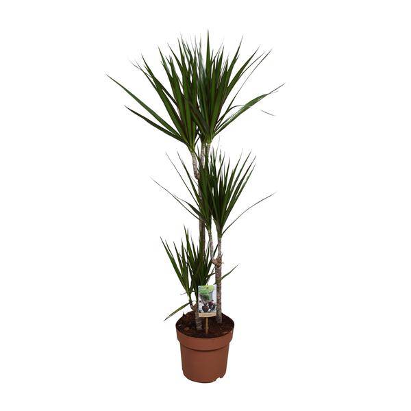 Drachenbaum - Dracaena marginata - Zimmerpflanze - Ø21cm - ↕120cm 