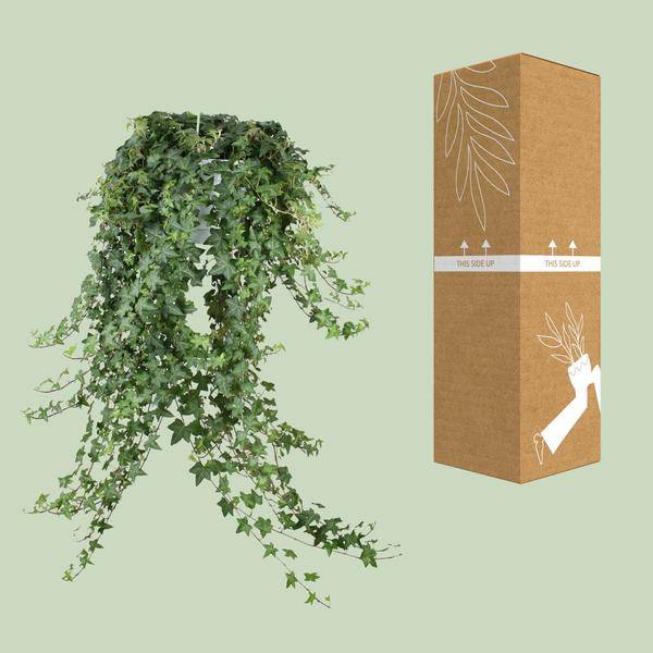 Hedera Helix Pitsburg – Efeu Hängepflanze – Zimmerpflanze Ø24cm – ca. 70cm Länge – Luftreinigende Kletterpflanze für drinnen 