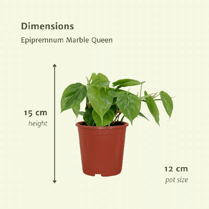 Baumfreund - Philodendron Scandens - Zimmerpflanze - 5cm - ø12cm - 2 Stück 