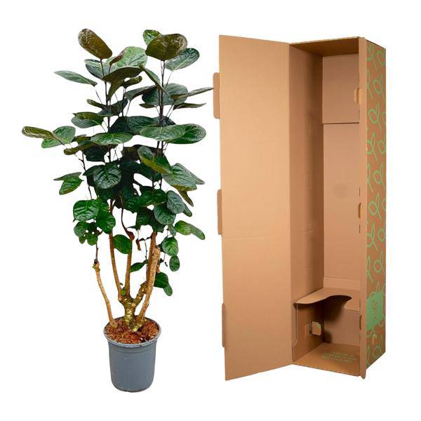 Fiederaralie – Polyscias Fabian – Zimmerpflanze – 130cm – Ø24cm – Elegante Grünpflanze mit runden Blättern – Pflegeleichte Pflanze für Wohnzimmer und Büro 