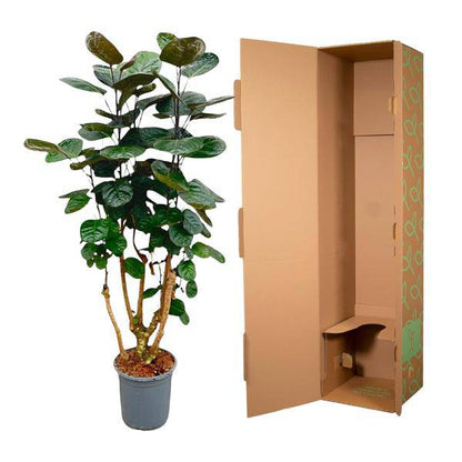 Fiederaralie – Polyscias Fabian – Zimmerpflanze – 130cm – Ø24cm – Elegante Grünpflanze mit runden Blättern – Pflegeleichte Pflanze für Wohnzimmer und Büro 