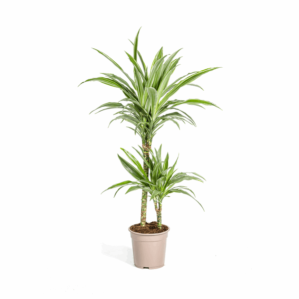Dracaena Deremensis White Stripe – Drachenbaum – Ø19cm – ↕70-90cm – Elegante Zimmerpflanze mit weißen Blattstreifen – Pflegeleicht & luftreinigend 