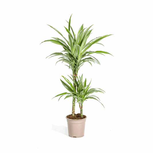 Dracaena Deremensis White Stripe – Drachenbaum – Ø19cm – ↕70-90cm – Elegante Zimmerpflanze mit weißen Blattstreifen – Pflegeleicht & luftreinigend 