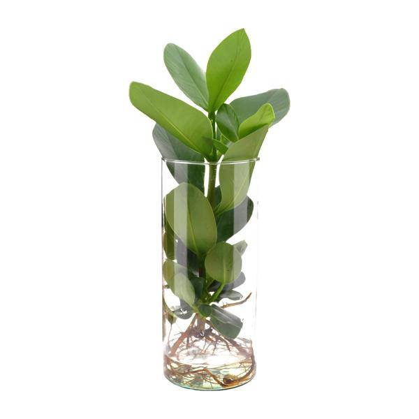 Clusia Im Zylinderglas - Ø12cm - ↕30cm 