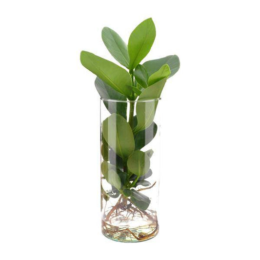 Clusia Im Zylinderglas - Ø12cm - ↕30cm 