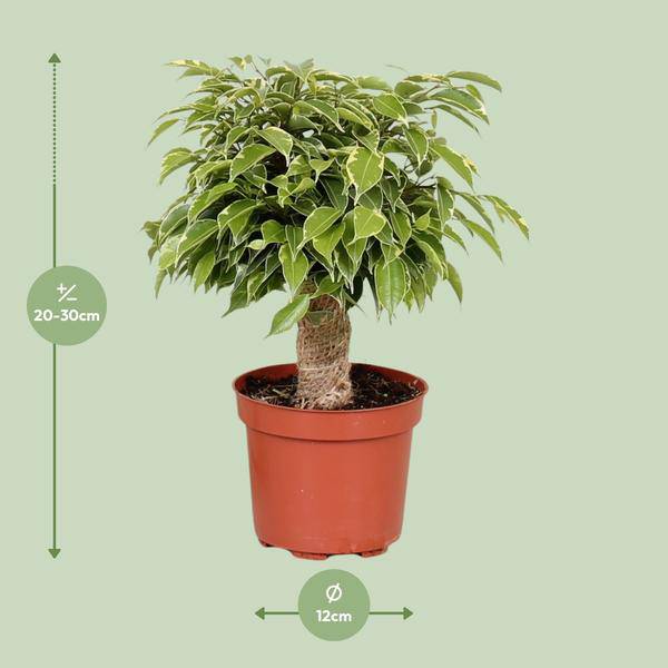 Birken-Feige - Ficus Benjamina Kinky - Zimmerpflanze - Ø12cm - ↕28cm 