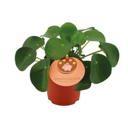 Chinesischer Geldbaum - Pilea Peperomioides - Zimmerpflanze - Ø11cm - ↕15cm 