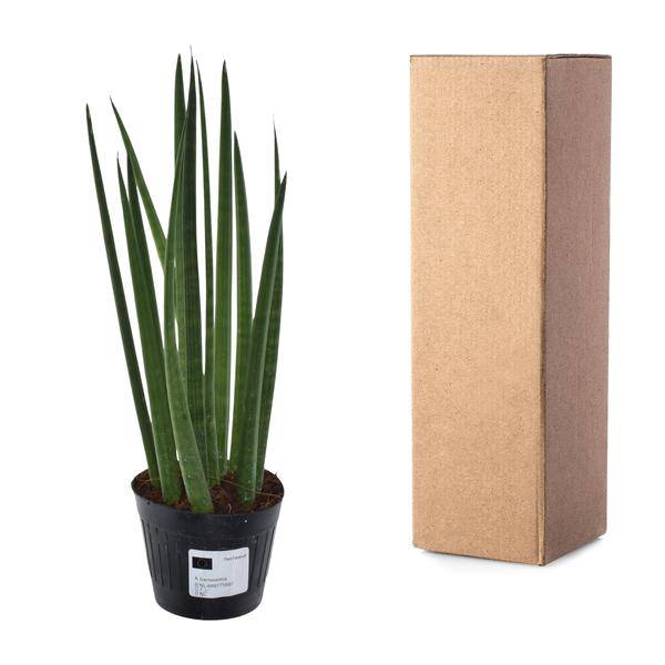 Sansevieria cylindrica Bacularis Mikado – Bogenhanf – pflegeleichte Zimmerpflanze – luftreinigend – ↕38cm – Ø10,5cm 