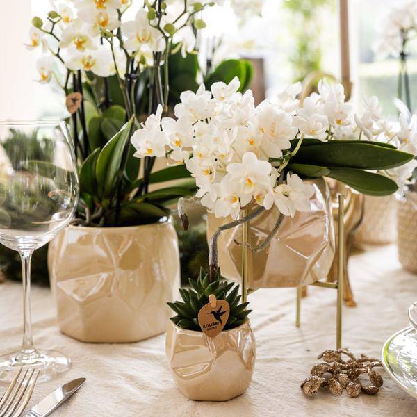 Weiße Orchidee 'Nazaré' – Zimmerpflanze – Ø9cm Topf – inkl. Dekotopf Pearl Travertin – Kompakte Tischdeko – Elegante Blütenpracht 