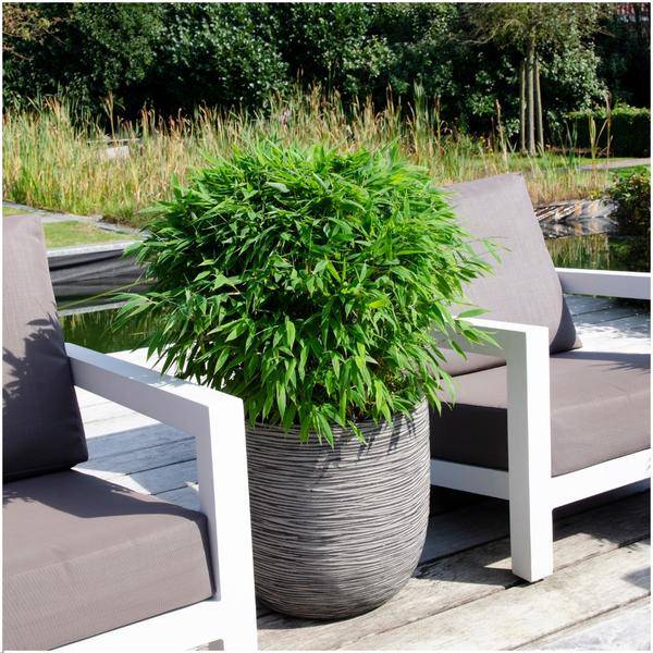 Fargesia murieliae Moontears Boobux – Bambus – immergrün & winterhart – nicht invasiv – Ø29cm – ↕70cm Höhe – ideal für Garten, Terrasse & Hecken 
