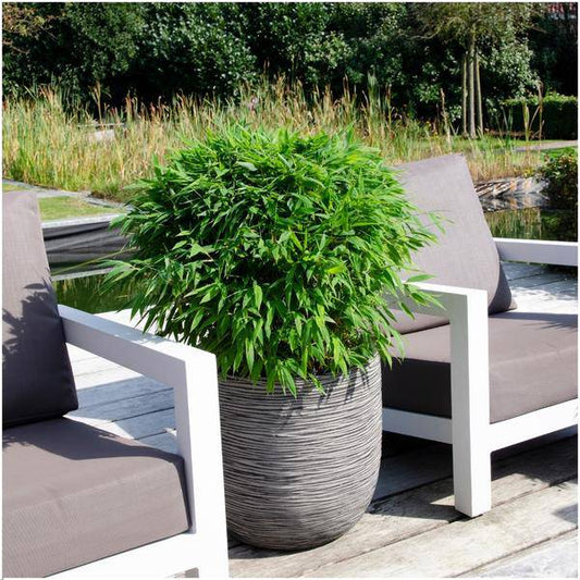 Fargesia murieliae Moontears Boobux – Bambus – immergrün & winterhart – nicht invasiv – Ø29cm – ↕70cm Höhe – ideal für Garten, Terrasse & Hecken 