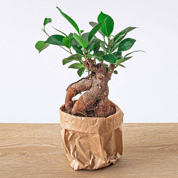 Chinesische Feige – Ficus microcarpa Ginseng – Ø9cm – Bonsai – Zimmerpflanze – Dekorativer Kleinbaum für Zuhause & Büro 