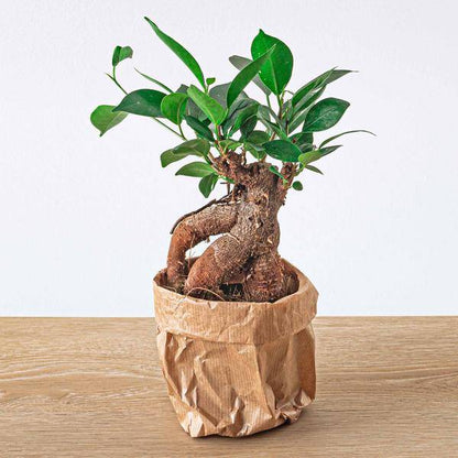Chinesische Feige – Ficus microcarpa Ginseng – Ø9cm – Bonsai – Zimmerpflanze – Dekorativer Kleinbaum für Zuhause & Büro 