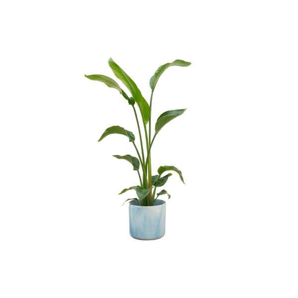 Strelitzia Nicolai – Baum-Strelitzie – Zimmerpflanze – ca. 120 cm hoch – Ø22 cm – mit Topf Ocean Blau – Exotische Pflanze für Wohnzimmer & Büro 
