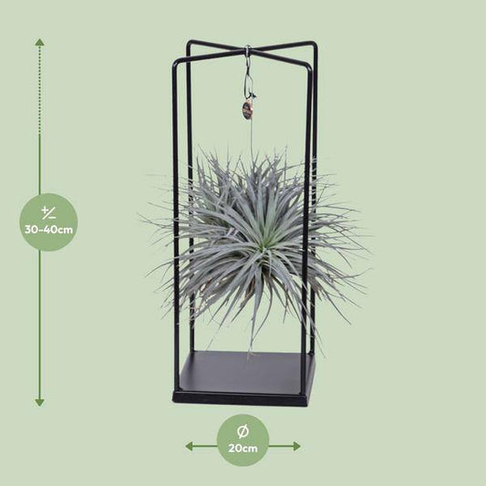 Luftpflanze -Tillandsia Mix - Zimmerpflanze - Ø20cm - ↕20cm 