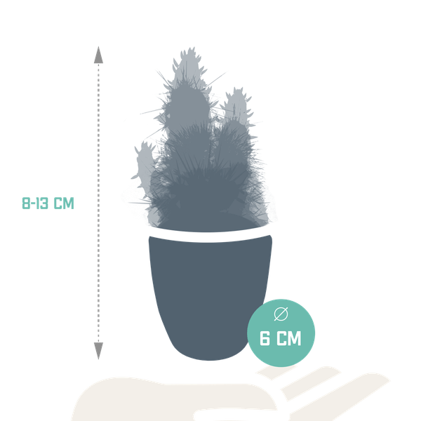 Kakteen - Mix - 5,5 cm - 5 Stück - Zimmerpflanze - im Topf 