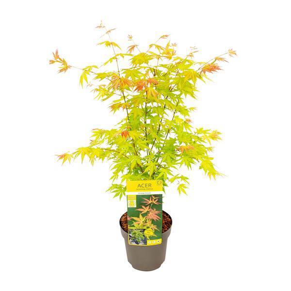 Fächer-Ahorn - Acer palmatum Orangedream - Ø19cm - ↕50cm 