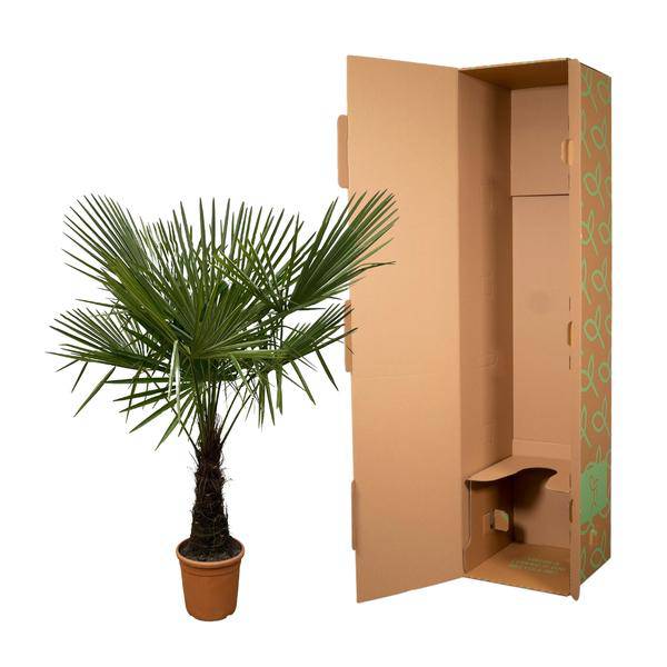Hanfpalme – Trachycarpus 180cm – Ø30cm – Immergrüne Palme mit fächerförmigen Blättern – Exotische Kübelpflanze für Garten, Terrasse, Balkon & Innenbereich – Pflegeleicht 