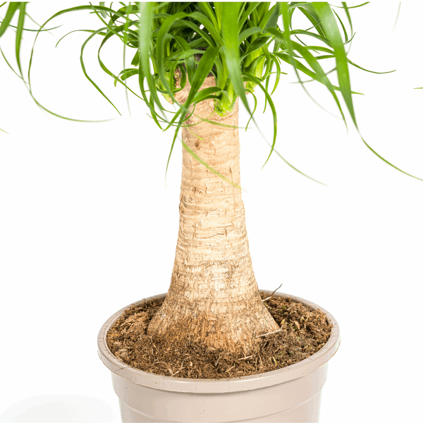 Beaucarnea Recurvata – Elefantenfuß – Zimmerpflanze – Ø17cm – ↕40-60cm – Pflegeleicht & dekorativ 