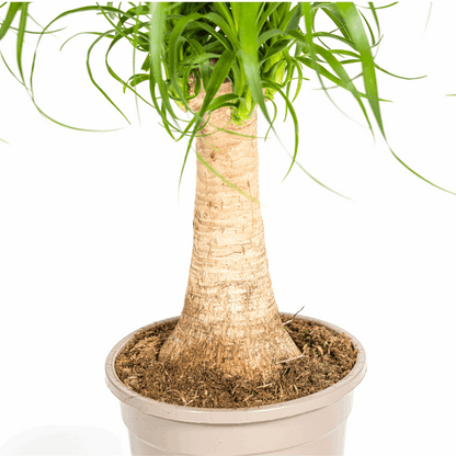 Beaucarnea Recurvata – Elefantenfuß – Zimmerpflanze – Ø17cm – ↕40-60cm – Pflegeleicht & dekorativ 