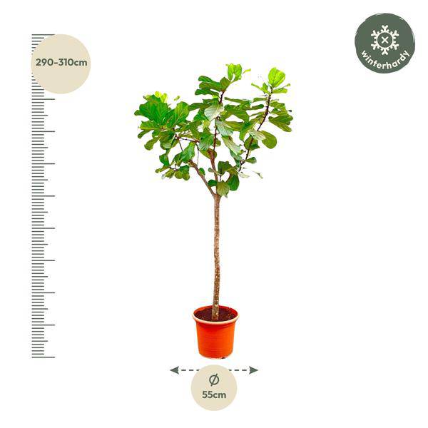 Geigen-Feige – Ficus Lyrata XXL – Zimmerpflanze 300cm – Ø55cm – Exklusive Designpflanze mit großen geigenförmigen Blättern – Tropische XXL-Kübelpflanze für Wohnzimmer, Büro & Wintergarten 