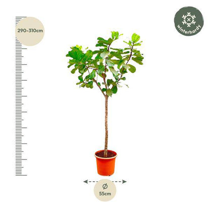 Geigen-Feige – Ficus Lyrata XXL – Zimmerpflanze 300cm – Ø55cm – Exklusive Designpflanze mit großen geigenförmigen Blättern – Tropische XXL-Kübelpflanze für Wohnzimmer, Büro & Wintergarten 