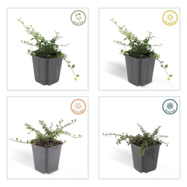 Teppichmispel Cotoneaster prostratus 'Königin der Teppiche' – ↕10-25cm – Ø9cm – 6 Pflanzen – Robuster Bodendecker – Weiße Blüten & rote Beeren – Sonne & Schatten – Pflegeleicht 