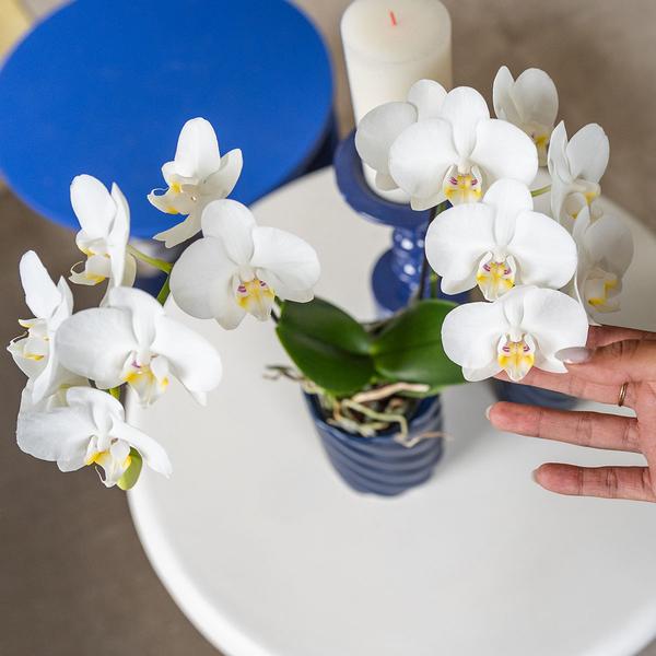 Phalaenopsis-Orchidee Amabilis Weiß – Zimmerpflanze Ø9cm – 2 bis 3 Zweige – Spider-Orchidee 