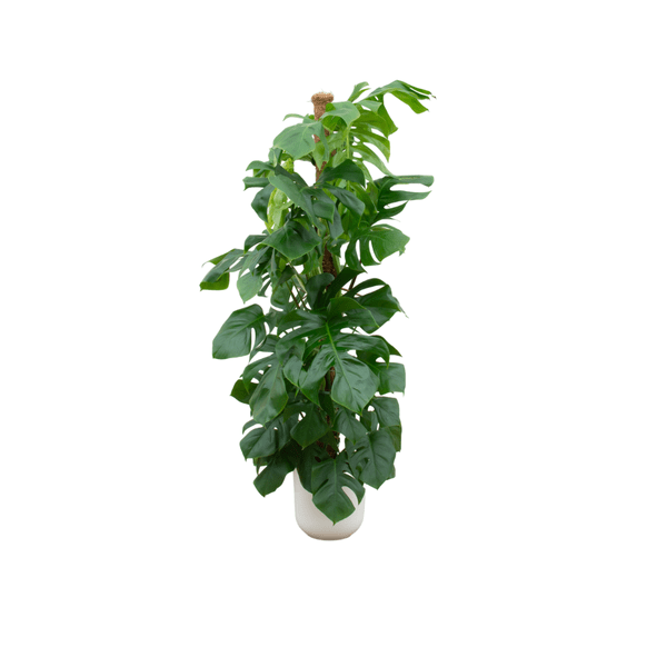 Monstera Pertusum – Fensterblatt – Zimmerpflanze – 150cm hoch – Ø26cm inkl. Jazz Topf Weiß – Tropische XL-Pflanze mit dekorativen Blättern – Pflegeleichte Grünpflanze für Innenräume 