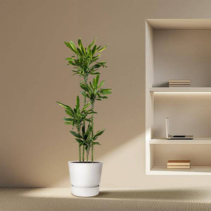 Drachenbaum – Dracaena Golden Coast 170cm – Ø27cm – Exotische Zimmerpflanze mit grünen und goldenen Blättern – Pflegeleichte Grünpflanze für Büro, Wohnzimmer & Wintergarten 