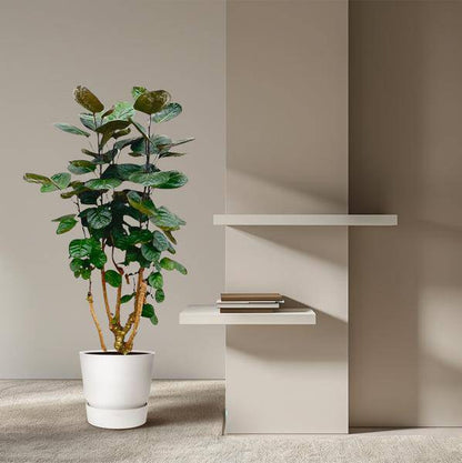 Fiederaralie – Polyscias Fabian – Zimmerpflanze – 130cm – Ø24cm – Elegante Grünpflanze mit runden Blättern – Pflegeleichte Pflanze für Wohnzimmer und Büro 
