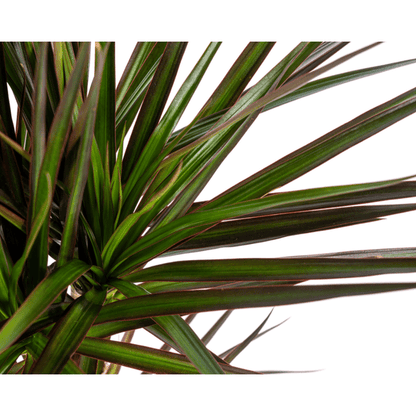 Dracaena Marginata Magenta – Drachenbaum – Zimmerpflanze – Ø17cm – ↕50-70cm – Pflegeleichte Grünpflanze mit roten Blatträndern – Luftreinigende Pflanze für Zuhause & Büro 