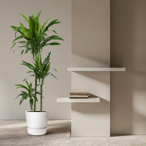 Drachenbaum – Dracaena Janet Craig 150cm – Ø24cm – Zimmerpflanze mit breiten dunkelgrünen Blättern – Elegante pflegeleichte Grünpflanze für Wohnzimmer, Büro & Wintergarten 