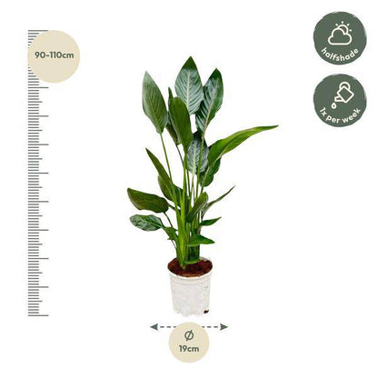 Paradiesvogelblume Strelitzia Reginae – Zimmerpflanze – Ø19cm – Höhe ca. 100cm – Exotische Blüten – Für Innen & Außen – Pflegeleicht 
