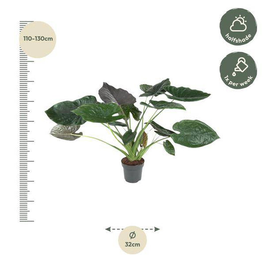 Elefantenohr – Alocasia Wentii – Zimmerpflanze – 120cm – Ø32cm – tropische Pflanze mit großen pfeilförmigen Blättern in Dunkelgrün und Violett 