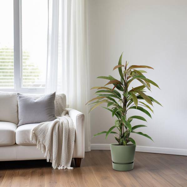 Gummibaum - Ficus Binnendijkii Amstel King - Zimmerpflanze - Ø17cm - ↕70cm 