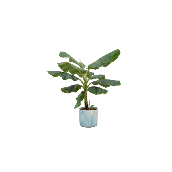 Bananenpflanze Musa – Zimmerpflanze – ca. 100 cm hoch – Ø22 cm – mit Topf Ocean Atlantikblau – Tropische Pflanze für Wohnzimmer, Balkon & Büro 